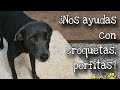 ALBERGUE PARA PERROS SIN ALIMENTO | YA NO HAY CROQUETAS