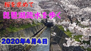 桜を求めて　琵琶湖疏水を歩く【2020年4月4日】