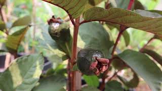 Red Malaysian Guava Fruit Tree Update