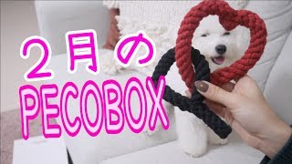 2月号のpecobox紹介!!