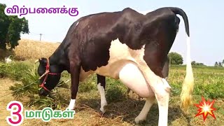 16 முதல் 22 லிட்டர் கறவை | HF மாடுகள் |விற்பனைக்கு..