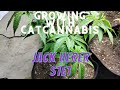 Growing With CatCannabis! (Jack Herer) - S1E1