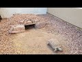 How to Build a Desert Tortoise Burrow