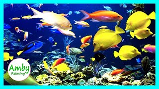 🎧 Stunning Aquarium & The Best Relaxing Music -  SLEEP MUSIC - HD 1080P