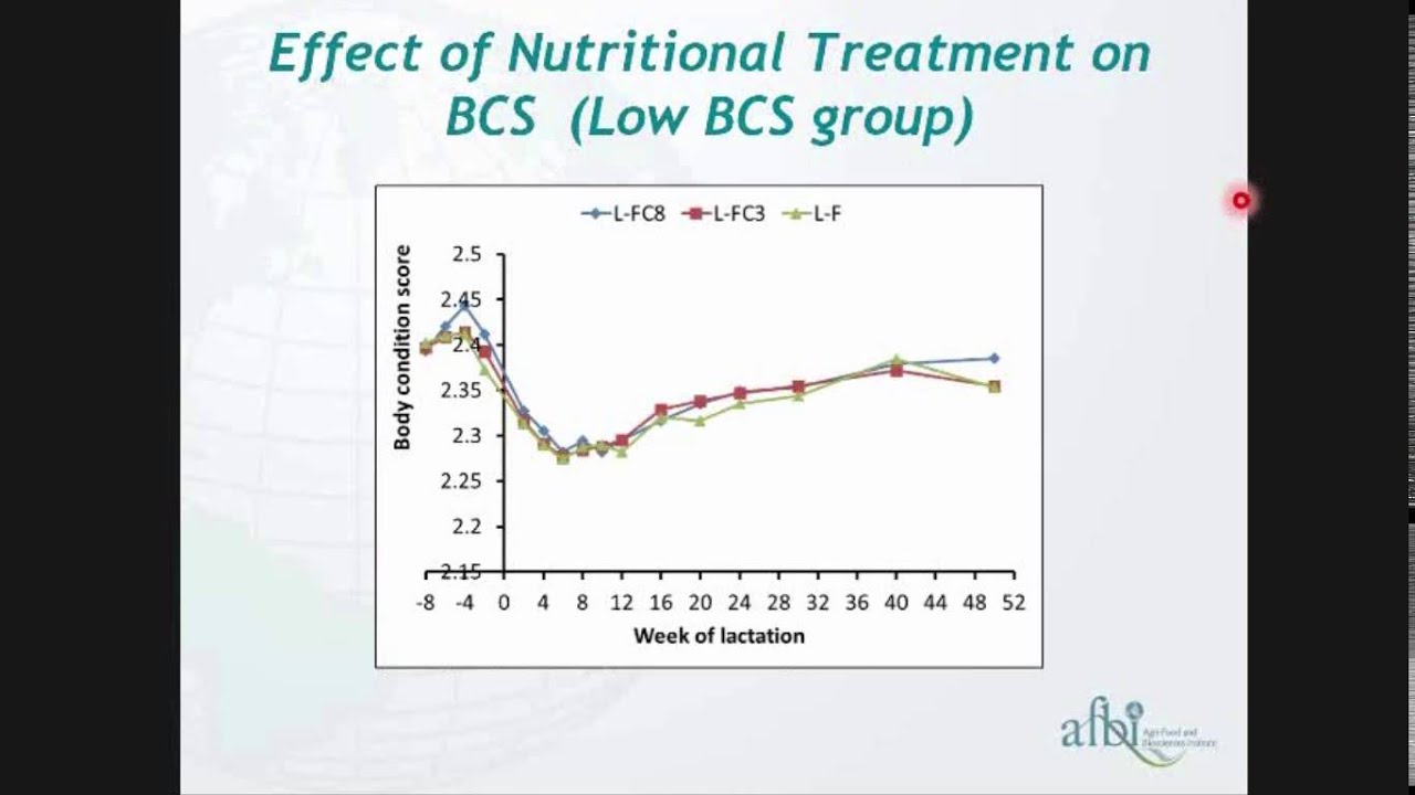 Transition Cow: The Importance Of BCS & Concentrate Feeding - Brought ...