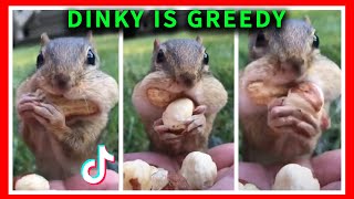 DINKY IS GREEDY! / Trending Funny Clips, Memes / Tik Tok Challenges / FRESH TIKTOK Compilations
