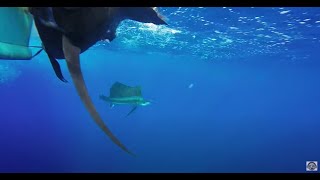 EPIC SAILFISH & MARLIN Bite! | SAMOA Fishing Adventure! | (Part 2 of 2)