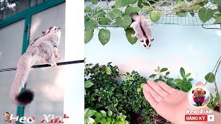 Sóc bay úc chạy theo chủ - Cute Sugar Gliders! (Liên hệ www.facebook.com/thucungsocbayuc để đặt mua)