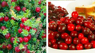 How to Plant Cranberries: Easy Fruit Growing Guide