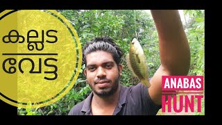 Anabas Fishing Malayalam | അനാബസ് | കറൂപ്പ് | കല്ലേമുട്ടി | Anabas fishing