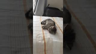 電気毛布を気に入った子猫　#shorts