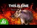 5 Animals That Are Thriving in the Human Hellscape