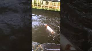 Dog swimming 狗狗游泳 Wawa the Jack Russell 傑克羅素㹴娃娃