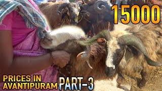 40kg Ram 15000, 20kg Sirohi Goat 7000 | Prices in Avanthipuram Market Part-3