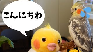 【オカメインコ雄♂飼育おもちゃ】話すと話返す人形【ルチノー先輩】