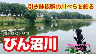Feel the early summer atmosphere... Carp fishing in the Binnuma River