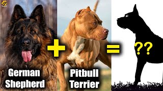 What if GERMAN SHEPHERD is Cross-Bred With PITBULL TERRIER?