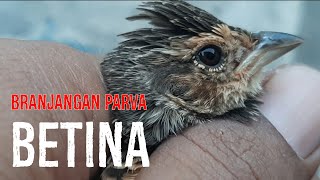 Ciri Branjangan Betina || dunia burung indo || 271024