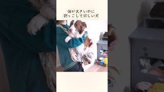 小さい頃に使っていた抱っこスリングを見たら、赤ちゃん返りしちゃった犬 #shorts