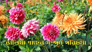 ডালিয়া গাছের সম্পূর্ণ পরিচর্যা | Full Care of Dahlia Plants