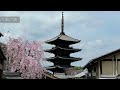 【京都の桜】［4k］円山公園〜八坂の塔、産寧坂周辺の桜景色｜建仁寺｜祇園白川｜祇園閣｜ねねの道｜kyoto cherry blossoms【kyoto japan】