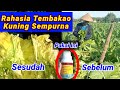 Cara Mudah Menguningkan daun Tembakao