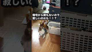 どこ見てるの？？キッチンにいるパパ！？？#チワワ #犬 #ポメラニアン #柴犬 #shorts