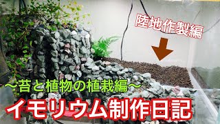 【アクアテラリウム】イモリウム制作日記3 植栽編