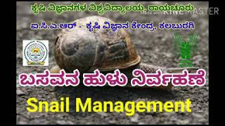 Snail management / ಬಸವನ ಹುಳು ನಿರ್ವಹಣೆ