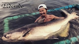 【怪魚】巨大ナマズ 夢の100kgオーバー【ブンサムラン・フィッシングパーク】