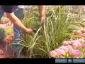 How to Propagate Ornamental Grasses : How to Trim and Prune Ornamental Grass