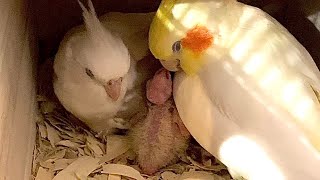 Mommy and Daddy Cockatiel Preening and Napping with their One Week Old Baby.