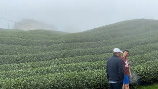 2023年冬茶～龍鳳峽冬茶開採開賣🎉🎉