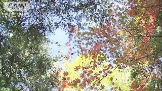 「竜頭ノ滝」で紅葉見ごろ　観光客を魅了　奥日光（13/10/13）