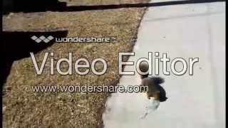 Feeding behavior of Sciurus niger
