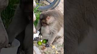 விலங்குகளுக்கு உணவு அளிப்போம்🐒