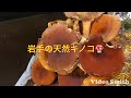 岩手の天然キノコ🍄