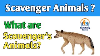 What is scavengers animals || what do animals eat #short class 1 to class 5 science