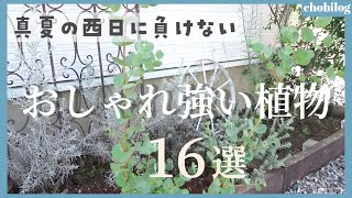 【ガーデニングの大敵】真夏の西日花壇でも育てやすい！おしゃれな植物