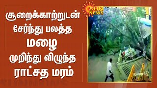 சூறைக்காற்றுடன் சேர்ந்து பலத்த மழை - முறிந்து விழுந்த ராட்சத மரம் | Heavy Rain