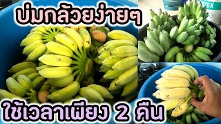 วิธีบ่มกล้วยให้สุกเร็ว ใช้เวลาเพียง 2 คืน กล้วยสุกเหลืองอร่าม | เกษตรมือใหม่ เมืองสุรินทร์