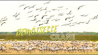 Thousand bird flying || The Demoiselle Cranes | Bird flying