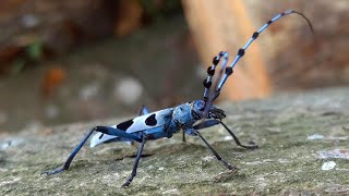 Alpine Longhorn Beetle - Rosalia Longicorn (Rosalia Alpina)