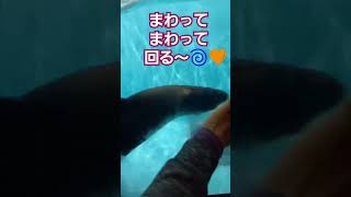 回ってます‼️　宮島水族館のミナミアメリカオットセイのカエデちゃん。数年前、朝イチで、撮影🌄#水族館#広島 #宮島 #宮島水族館 #オットセイ#カエデ #かわいい #いやし #癒し