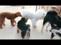 柴チワともちこと柴犬　🐶ひみつきちなう！②🐶 2023年5月27日