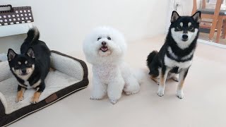 柴チワともちこと柴犬　🐶ひみつきちなう！②🐶  2023年5月27日