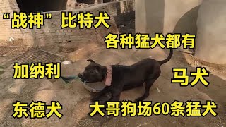 农村大哥养殖60条大型猛犬，一顿吃300斤生肉，摄影师看完惊呆了