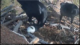WARNING:  Egg Destroyed &  Eaten by Ravens! - Big Bear Bald Eagle Cam -January 7, 2021
