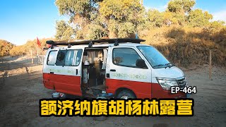 1男2女额济纳旗胡杨林露营，误打误撞免费观看胡杨林，你想知道在哪吗？