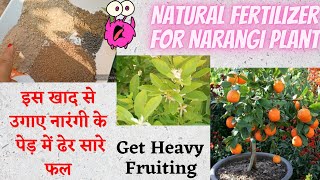 Best fertilizer for Narangi plant // Tips and care of china orange // Best Homemade Fertilizer